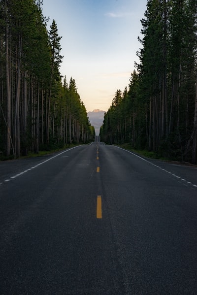 灰色的道路和松树